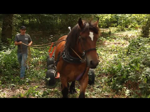 working horse in ealing