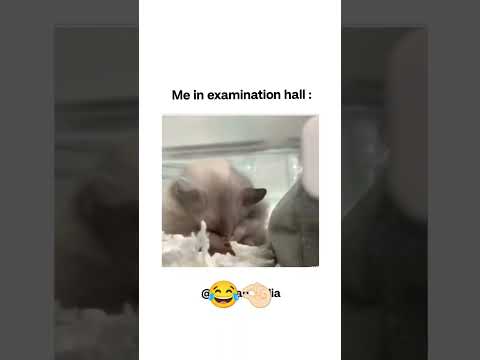 Billo bage billya da ke karengi 😂#viralvideo #comedy #comedyshorts #instagram #reels #shortsvideo