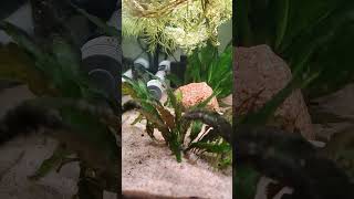 added cherry shrimp to the dirted tank! #dirtedtank #shorts #shrimp
