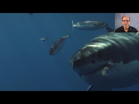 Shark Alert! YOLO AI-Vision in Action