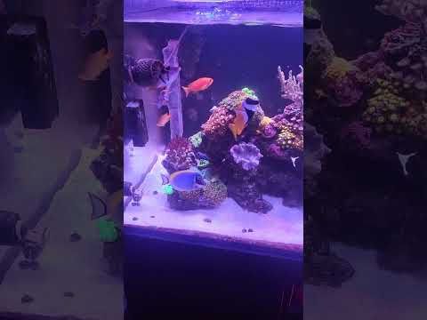 fish video today