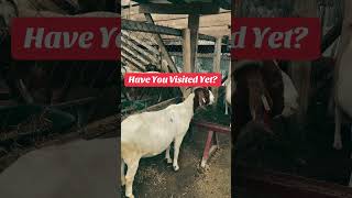 This Is What Makes Semanhyia Farms Different! #semanhyiafarms #animalfarming
