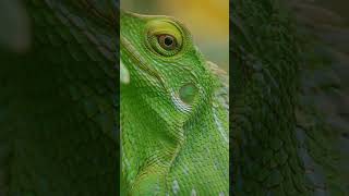 The Watchful Gaze of the Javan Forest Lizard  #Wildlife #NatureMacro #ReptileLovers #AnimalBehavior