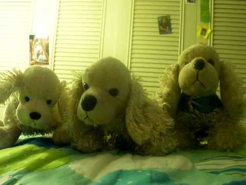 ;The American Cockerspaniel Show;