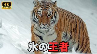 シベリアの野生 | 地球で最も寒い大地に生きる最強の生き物たち