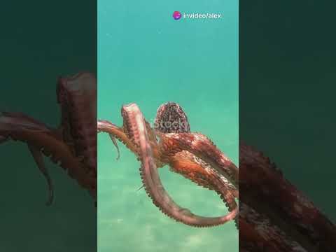 "5 Mind-Blowing Facts About Octopuses!" 🐙