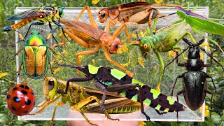 Wild Bug Catching: Giant Grasshoppers, Ferocious Beetles, Bush Crickets & More
