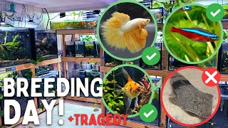 Huge Breeding Day! Cardinals, Bettas, Rainbows… Plus a Tragedy