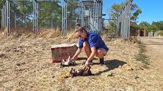 We Stopped to Rescue Abandoned Puppies But We Got Attacked :)