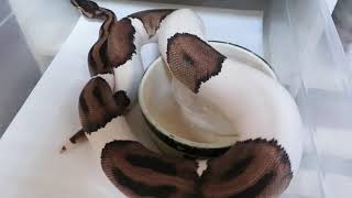 Brian Gundy Talks About Selective Breeding Pied Ball Pythons