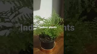 #indoor plants #please subscribe