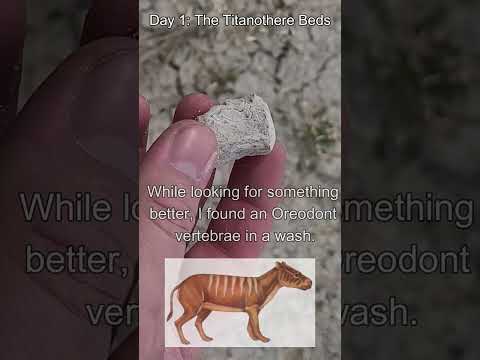 White River Badlands. Day 1: Titanothere Beds #paleoanalysis #animals #fossilnerdadventures #shorts