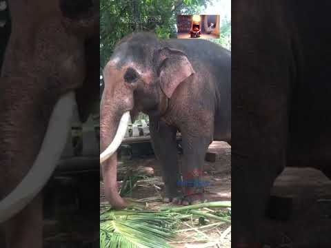 யானைகள் பற்றிய சூப்பர் தகவல்! The majesty of elephants: an introduction #shortvideo