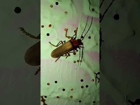 What is this ? Tell me about it #ytshort #subscribe #trending #viralshort.