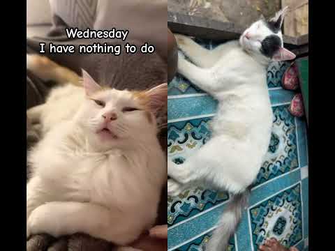 #kitten #pets #funny #cattok #nothingtodo #funnycats #cat