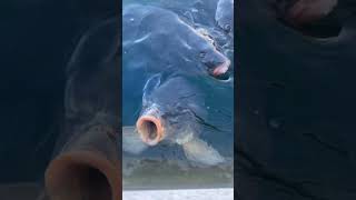 Gimmie a kiss😚 #adventure #explore #familyadventure #sub #lakemead #algorithm #fish #fishing #carp