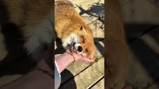 This person has the most adorable pet foxes!🦊❤️ #shorts