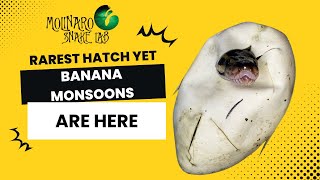 Hatching Rare Banana Monsoon Ball Pythons!