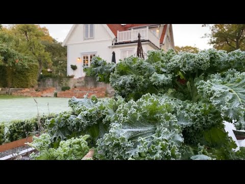 #14 Winter Prep - Garden Harvest, Jalapẽno Canning and Fresh Apple Juice