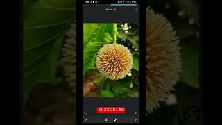 2 Tools Customise Colourful Photo Edite ||  খুব সহজে প্রাকৃতিক ছবি অসাধারন সুন্দর করার টোকনিক।