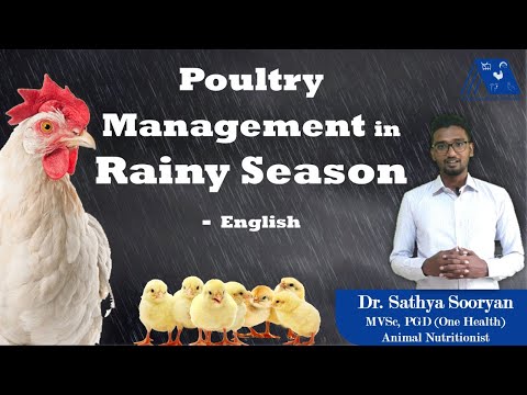 Poultry Management in Rainy Season - English | Monsoon Poultry Management | Dr. Sathya Sooryan | AAA