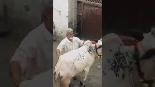 Bakra Eid Shorts #shorts #bakraeidshorts