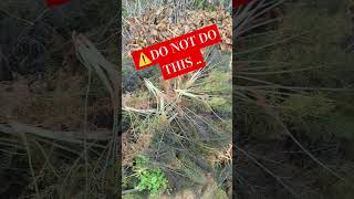 #LessonLearned ⚠️ Fennel has a 💯% germination rate! Cut the flowers! #fennelseeds #herbgardening