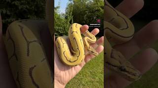 Enchi Pinstripe Desert Ghost Het Clown Het Pied Ball Python