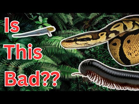 I’M COHABBING REPTILES??