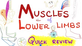 Muscles of the Lower Limbs 🦵 - Quick Review - Anatomy Series