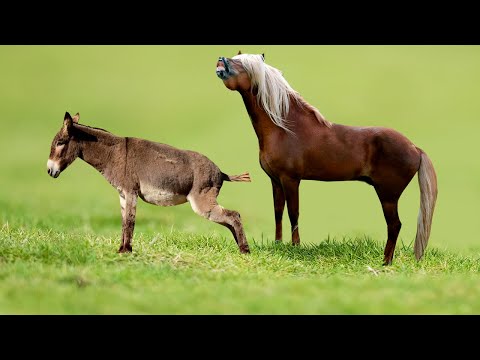 Horse and Donkey Crossing | Unbelievable!!! | Wildlife and Nature Documentary