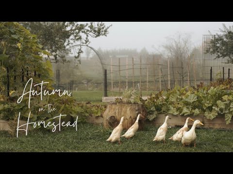 #6 Peaceful Countryside Vlog | Fall Planting, Baby Bunnies, Adding Water Fountains