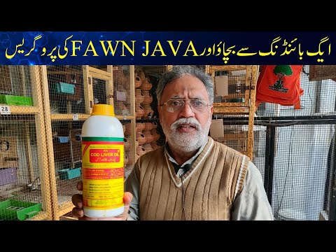 EGG BINDING SOULUTION | JAVA SPARROW PROGRESS | FAWN JAVA BREEDING PROGRESS 2023