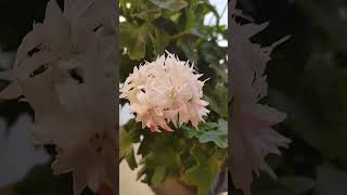 제라늄#힐링시간 #꽃멍 #황영웅~인생아고마웠다