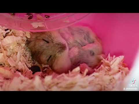Sleeping hamster 🐹