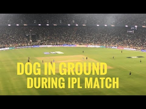 Funny- DOG 🐕 running around the ground during ipl match- crowd reaction 😆 #ipl2024 #mivsgt #ipl