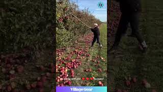 Making it RAIN Apples! 😂 Satisfying Tree Shaking Action! #apple #harvest #satisfying #asmr #funny