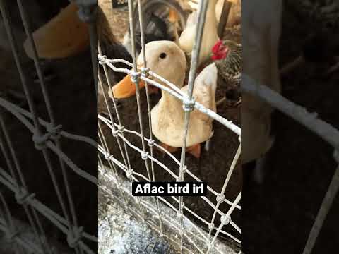 Aflac duck irl