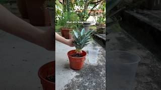 How to grow pineapples from pineapple tops