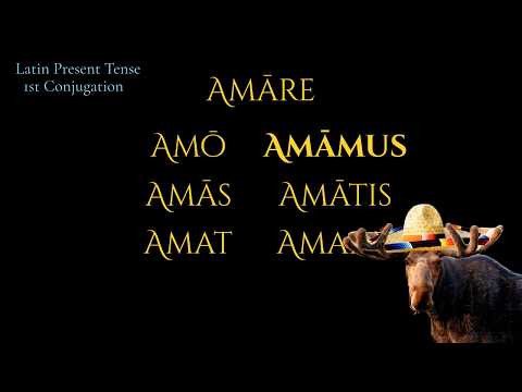 Amo La Bamba (a Latin Present Tense song)