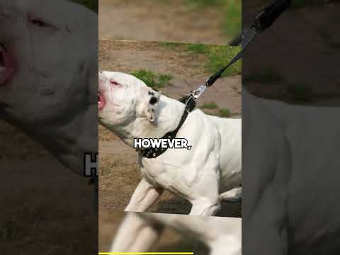 🔥 Most DANGEROUS American Bulldog Revealed! 😱 Unbelievable Power Unleashed! 😮#ytshorts #viralvideo