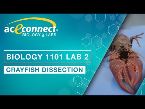 Biology 1101 Lab 2 || Crayfish Dissection