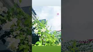 Lahore Weather #youtubeshorts #youtube #ytshorts