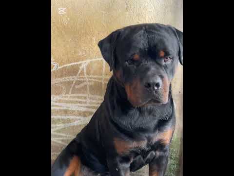 මගේ කොල්ලො දෙන්නා 🥰 එයාල දැන් ලොකුයි 😜 #shortvideo #dogslove