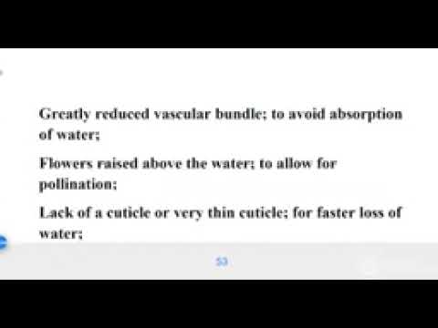 biology revision essays