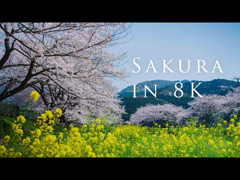 Sakura in 8K