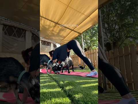 🐐I TRIED GOAT YOGA🧘🏻‍♀️ #goat #yoga #dayinmylife #hawaiilife #thingstodo