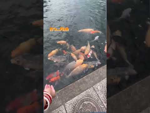 Bali | Tirta Gangga | Techies Day Off #techiesdayoff #shorts Follow on instagram @techiesdayoff