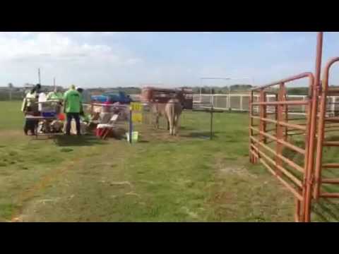 Horse Tales Literacy Project Day 2 Part 1