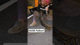16ft Reticulated Python removed from a home in PR #python #snake #wildlife #puertorico #nature